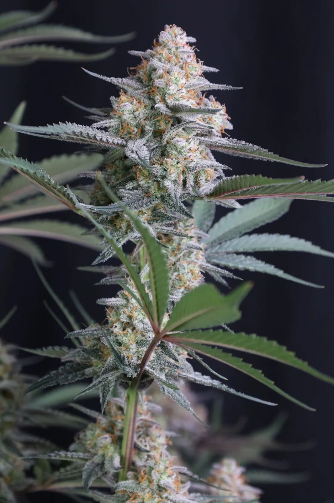 Lemon Tree Auto™ (Lemon Tree Cut x Z-Up Auto) 5 seeds + 1 Gorilla Z Auto