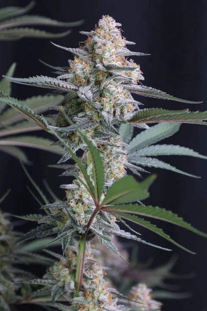 Lemon Tree Auto™ (Lemon Tree Cut x Z-Up Auto) 5 seeds + 1 Gorilla Z Auto