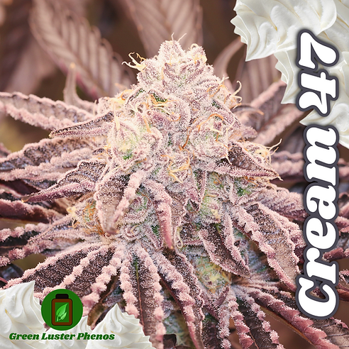 Cream 47 (Oreoz x AK47) 6 seeds