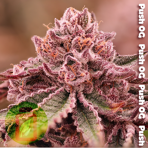 Push OG (OG Kush F3 x Pinkleberry) 6 seeds
