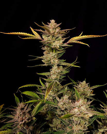 Ztrawberriez Auto 5-Pack + 1 Gorilla Zkittlez Auto