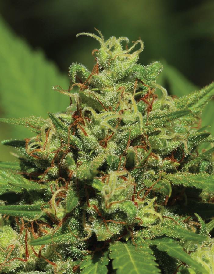 EMERALD FIRE OG Auto 5 - Pack (Emerald Fire OG x Fire OG x OG Kush Auto) - Gas Station