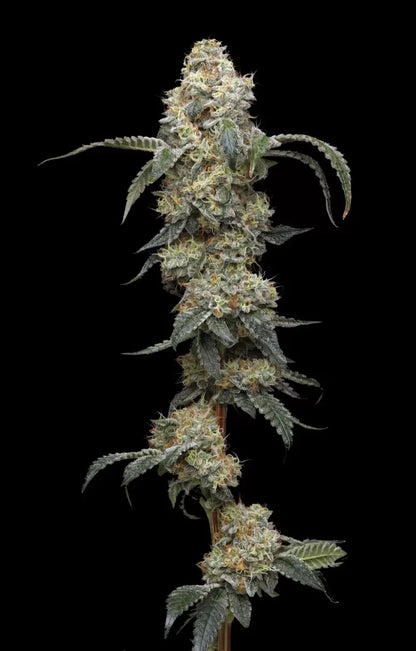 Farmer's Daughter Fem (Vanilla Créme Pie x Humboldt Pound Cake Bx3) 5-Pack