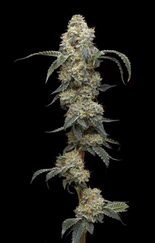 Farmer's Daughter Fem (Vanilla Créme Pie x Humboldt Pound Cake Bx3) 5-Pack