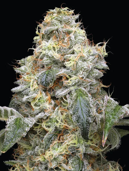 Farmer's Daughter Fem (Vanilla Créme Pie x Humboldt Pound Cake Bx3) 5-Pack