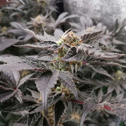 Bloodsport (Blood Oath x Tropicanna Punch) FEM 5-Pack