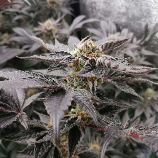 Bloodsport (Blood Oath x Tropicanna Punch) FEM 5-Pack