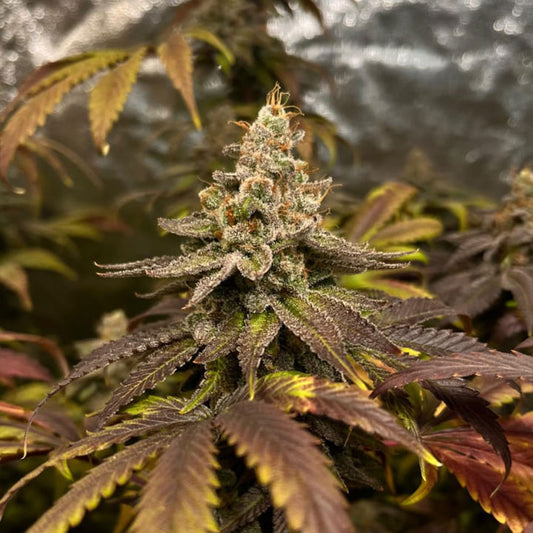 Grapplez (Apple Shocker x Tropicanna Punch) FEM 5-Pack