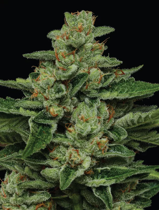 Fortune Cookie Fem (Girl Scout Cookies Forum Cut x California Cream) 5-Pack