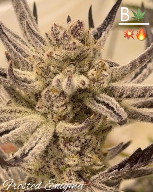 Frosted Enigma (Platinum Punch #13 x Chimera #3) 5 - Pack* - Gas Station