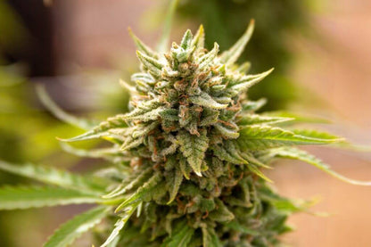 Fruit Salad (Agent 0 x Strawberry x Banana Kush) 1 seed