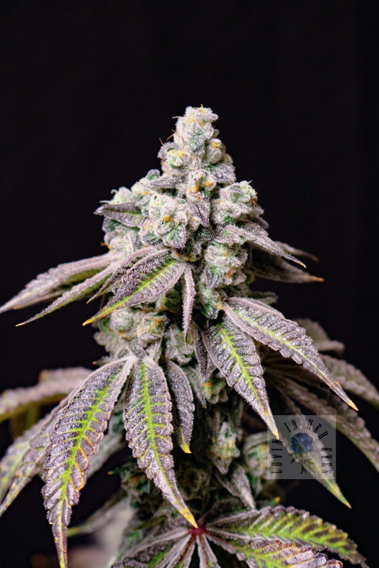 Blueberry Fudge (Grape Cake x Blueberry Rose) Fem 5-pack