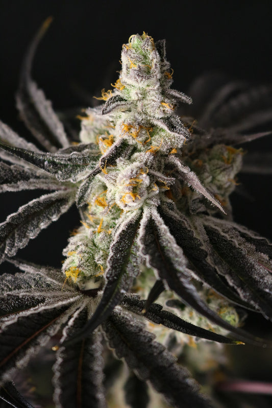 Funky Fuego (Crimson Fire x Blueberry Rose) 5-Pack