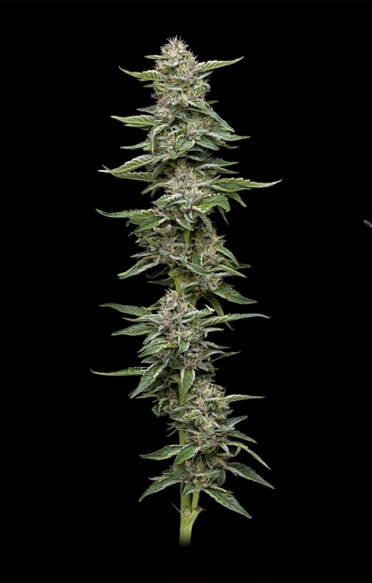 Garlic Budder Fem (GMO x Fortune Cookie) 5-Pack
