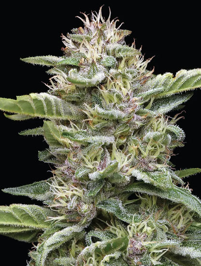 Garlic Budder Fem (GMO x Fortune Cookie) 5-Pack