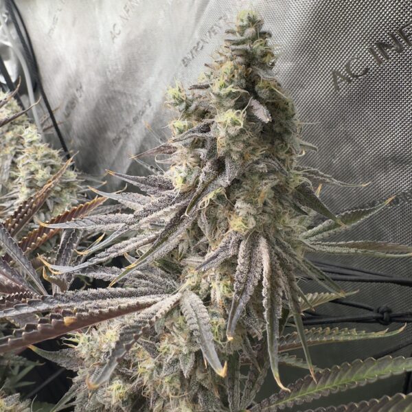 Hell Diver (Zero Gravity x Devil Driver) 6 seeds