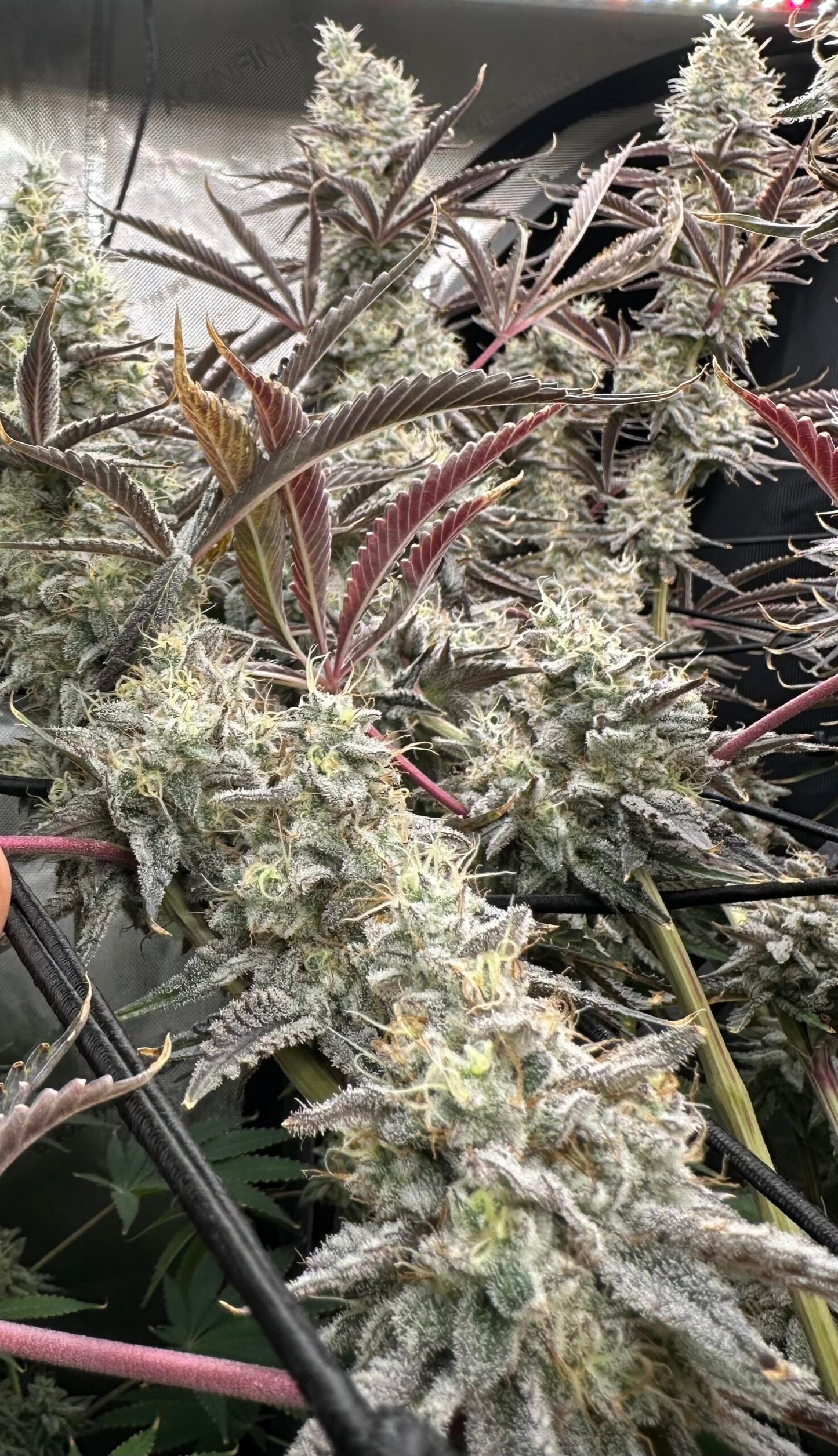 Hell Diver (Zero Gravity x Devil Driver) 6 seeds