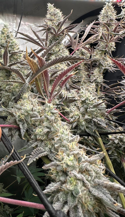 Hell Diver (Zero Gravity x Devil Driver) 6 seeds