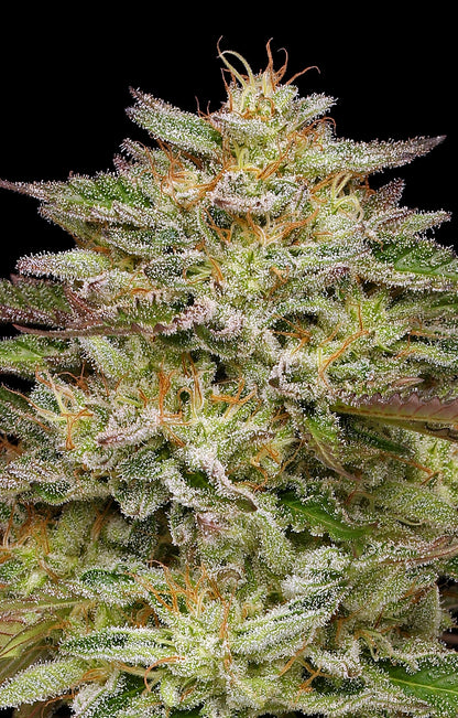 Golden Sands (GMO x Kashmir OG x Blackberry Kush) 5 seeds