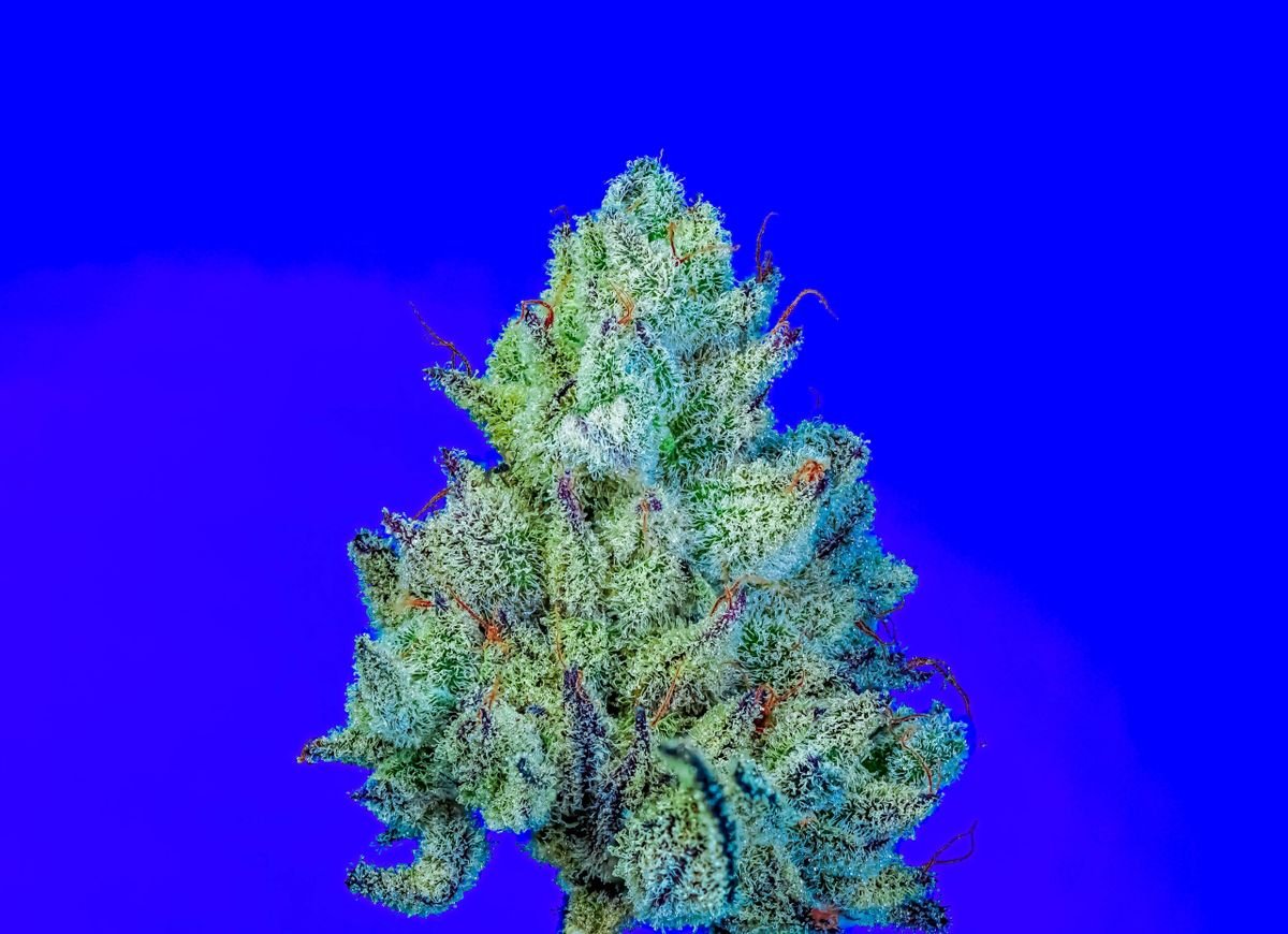 Grand Slam s1 10+ feminized seeds - Gas Station