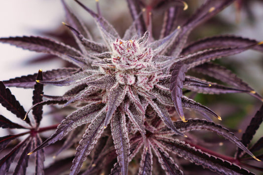 Grape Amethyst (Diamonds & Pearls x Pearl Cadillac) 5-Pack
