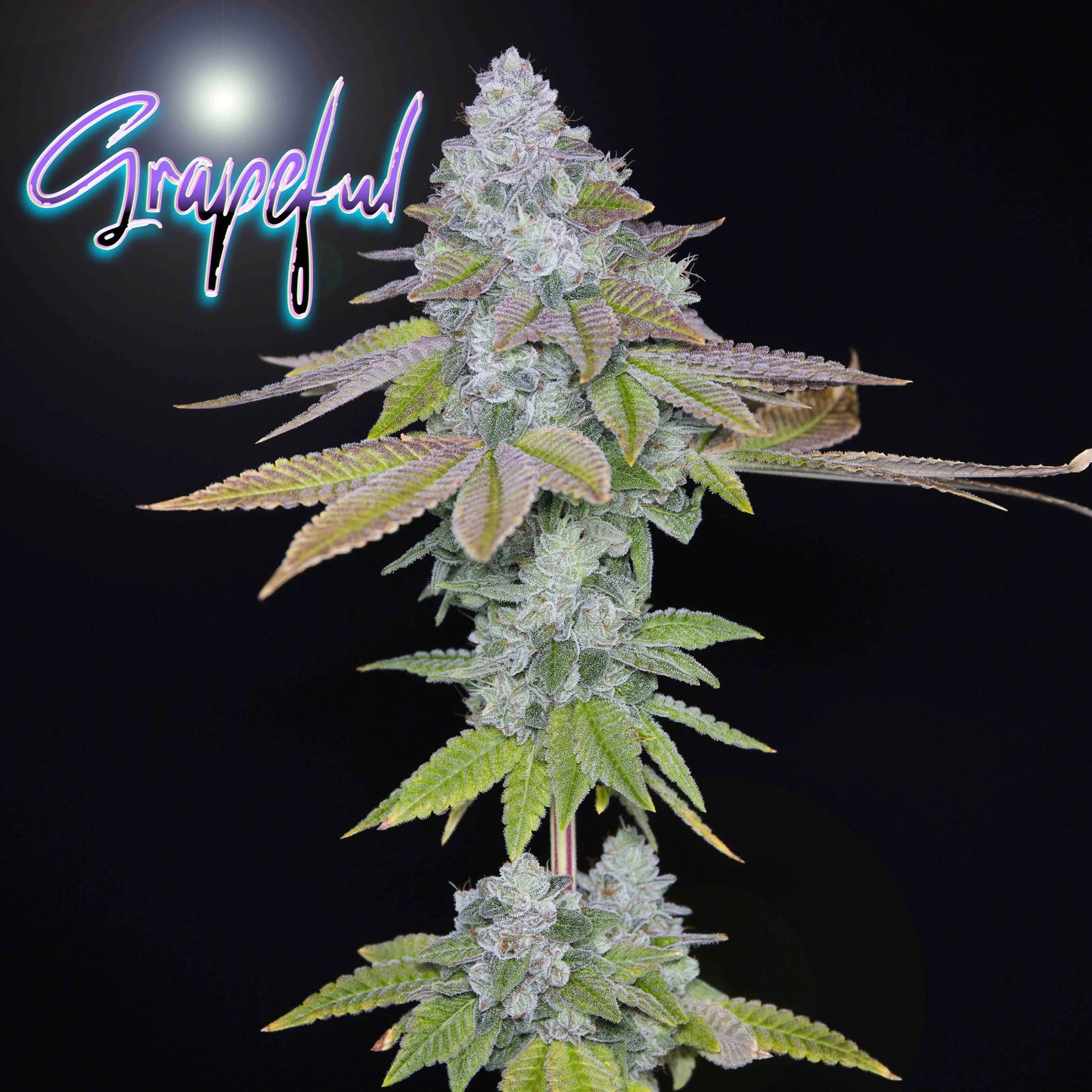 GRAPEFUL (F1) (Romulan x MG # 6 (clone cut)) 6 - Pack - Gas Station