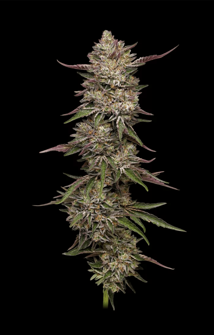 GUZZLERZ Fem 5 - Pack (Gusherz XZkittlez X Triangle Kush) - Gas Station