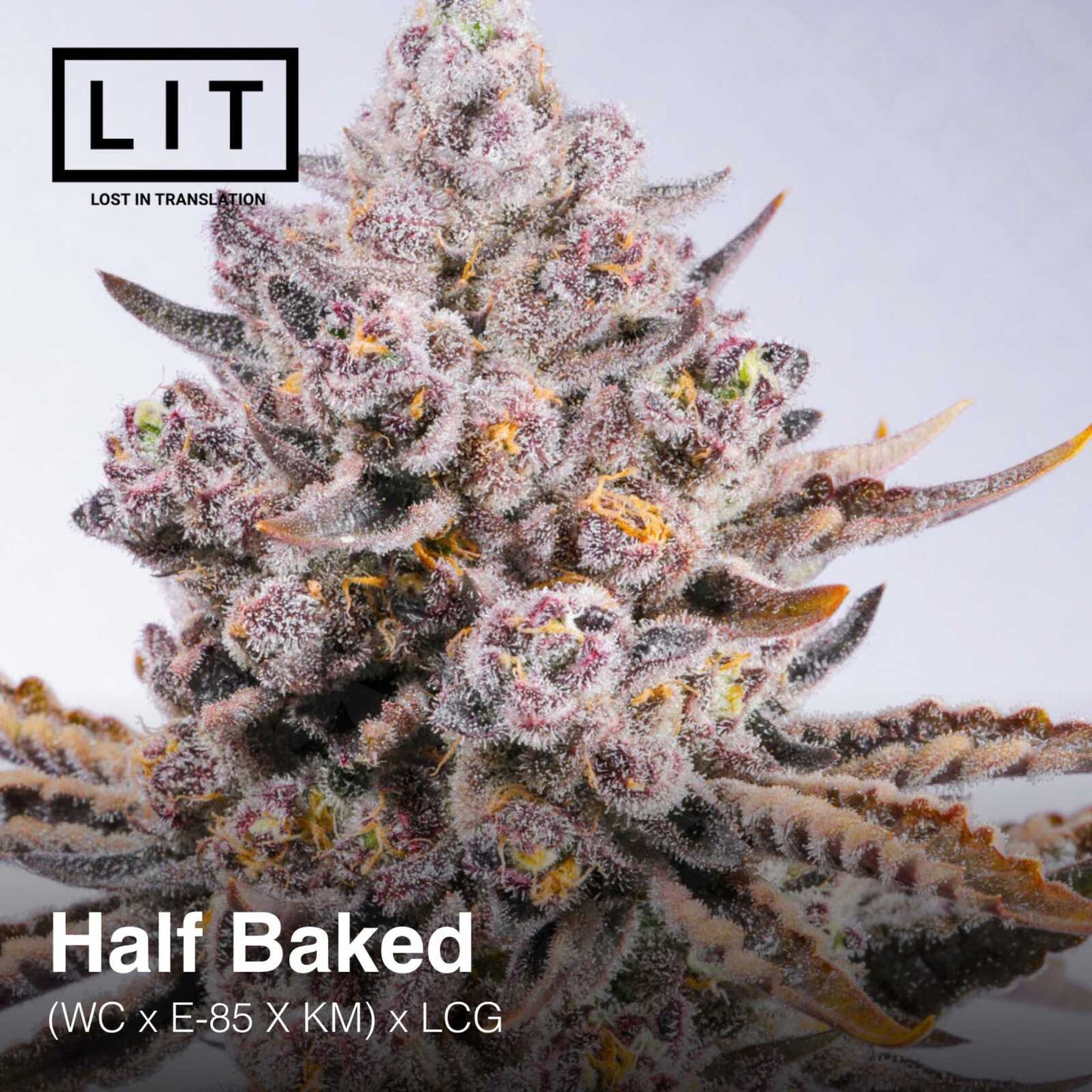 Half Backed [(WC x E - 85 x KM) x Lemon Cherry Gelato] 6 - Pack - Gas Station