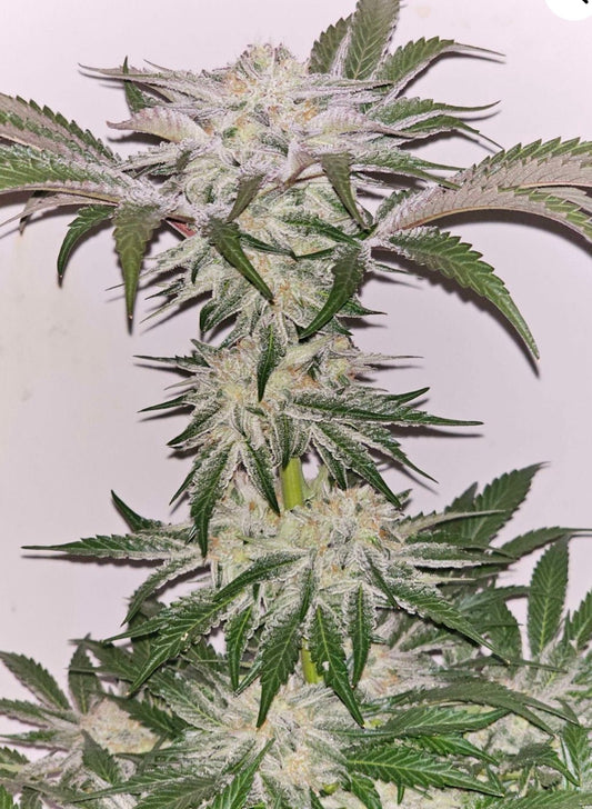 Hindu Runtz 6 - Pack (Happy Brother x Pink Runtz) - Gas Station