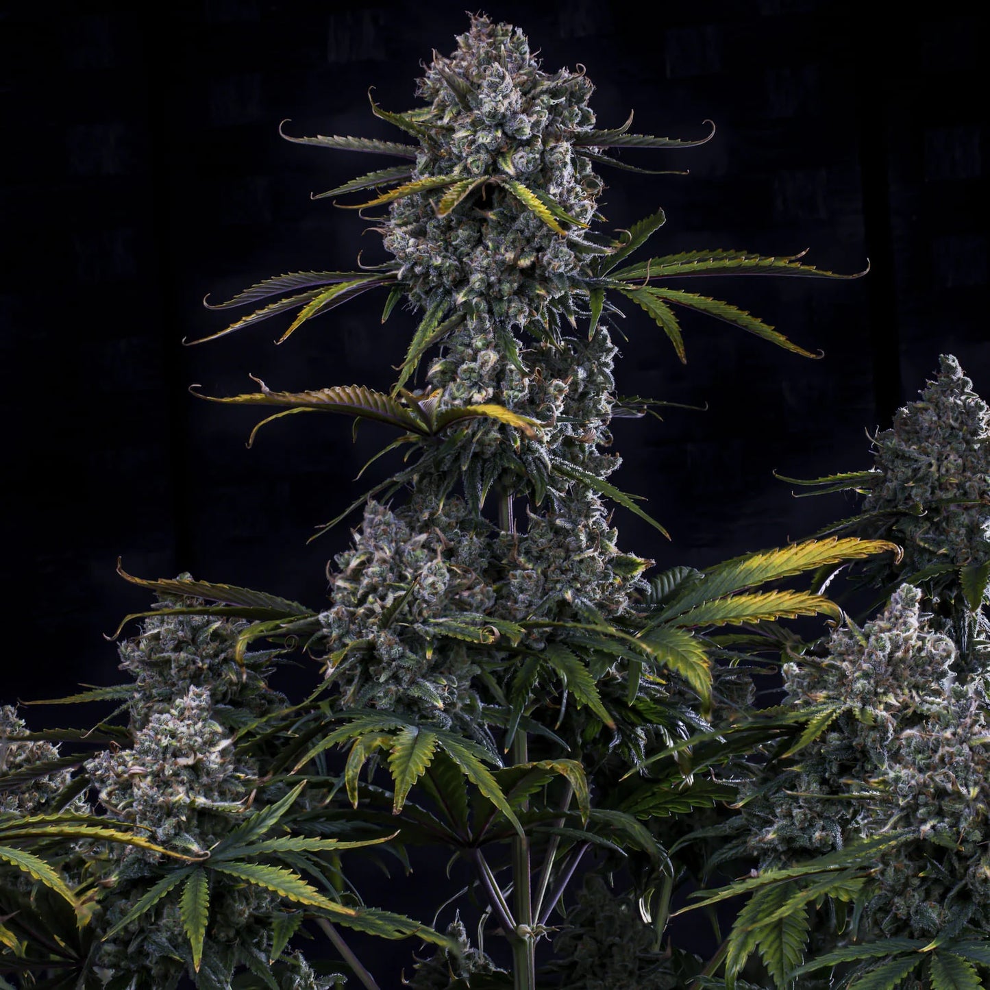 HubbaBubbaHaze (G13/haze (Mr. Nice Seeds) x Hubbabubbasmelloscope F5) 3-Pack
