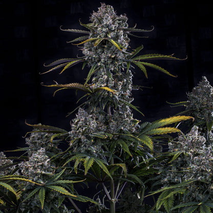HubbaBubbaHaze (G13/haze (Mr. Nice Seeds) x Hubbabubbasmelloscope F5) 3-Pack