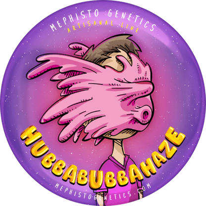 HubbaBubbaHaze (G13/haze (Mr. Nice Seeds) x Hubbabubbasmelloscope F5) 3-Pack