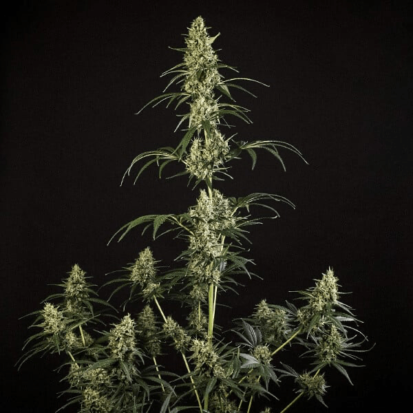 HulkBerry Auto aka Bruce Banner Auto - Gas Station