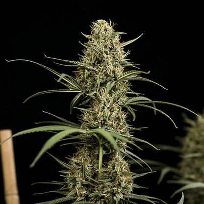 HulkBerry Auto aka Bruce Banner Auto - Gas Station