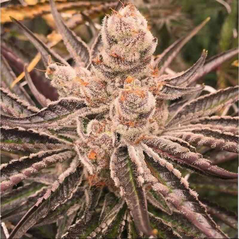 Platinum Purple Candy (PURPLE PUNCH X PLATINUM CANDY) 3 seeds