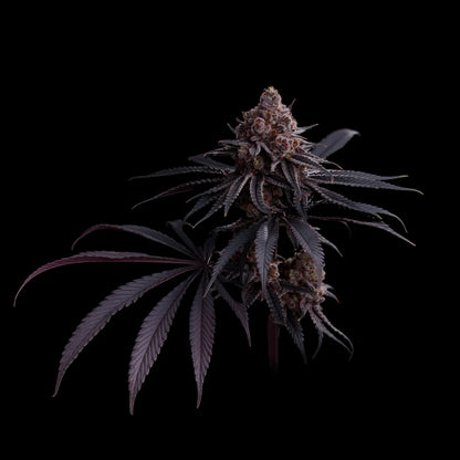Watermelon Emoji S1 5 seeds