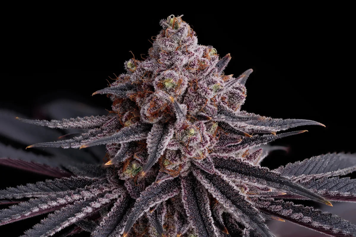 Watermelon Emoji S1 5 seeds