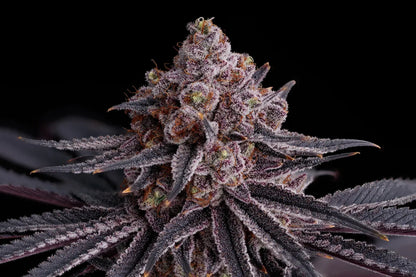 Watermelon Emoji S1 5 seeds