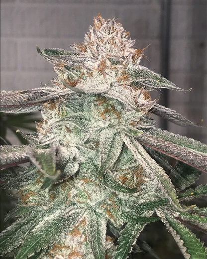 Jungle Diamonds (GG #4 x Slurricane) 3 seeds