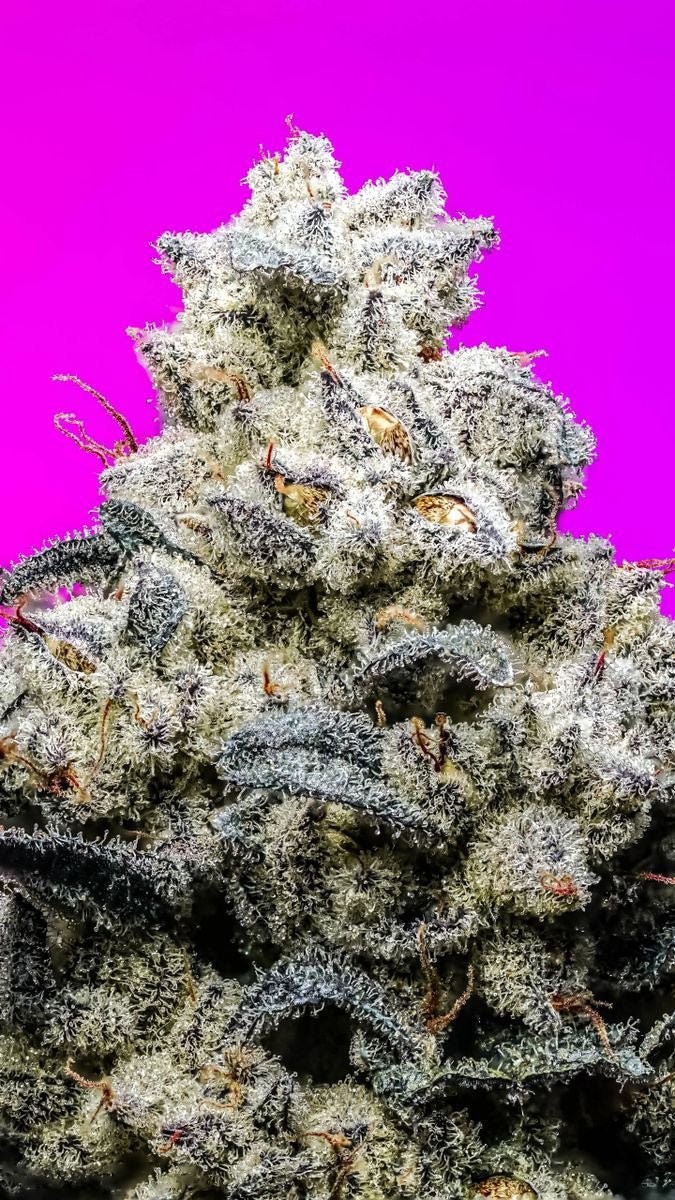 King Kush s1 (Pure Og kush x The Queen reversal) 10+ feminized seeds - Gas Station