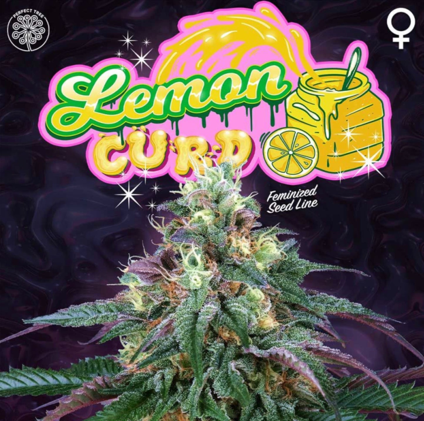 Lemon Curd (Melonade x Jet A) 6 - Pack + 3 LH2P Freebies - Gas Station