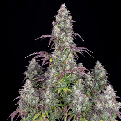 Lemon Pie Auto 5-Pack + 1 Gorilla Zkittlez Auto