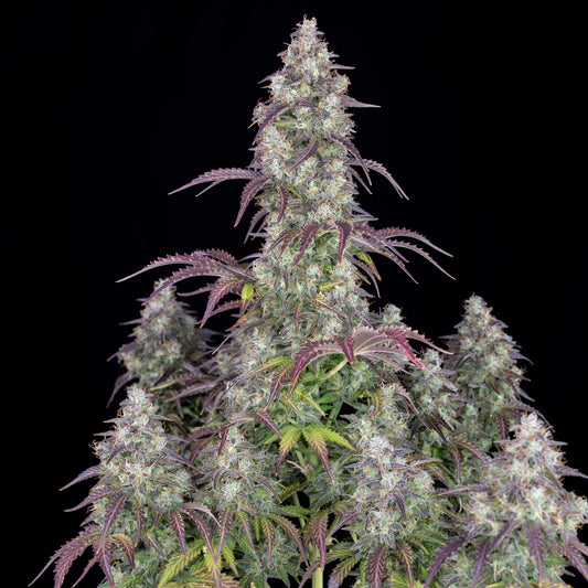 Lemon Pie Auto 5-Pack + 1 Gorilla Zkittlez Auto