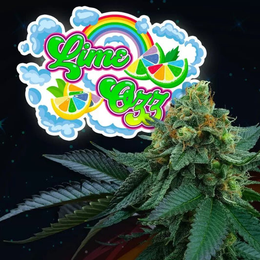 Lime Ozz (Lime Pop Kush x Peach Ozz) 6 - Pack + 3 LH2P Freebies - Gas Station