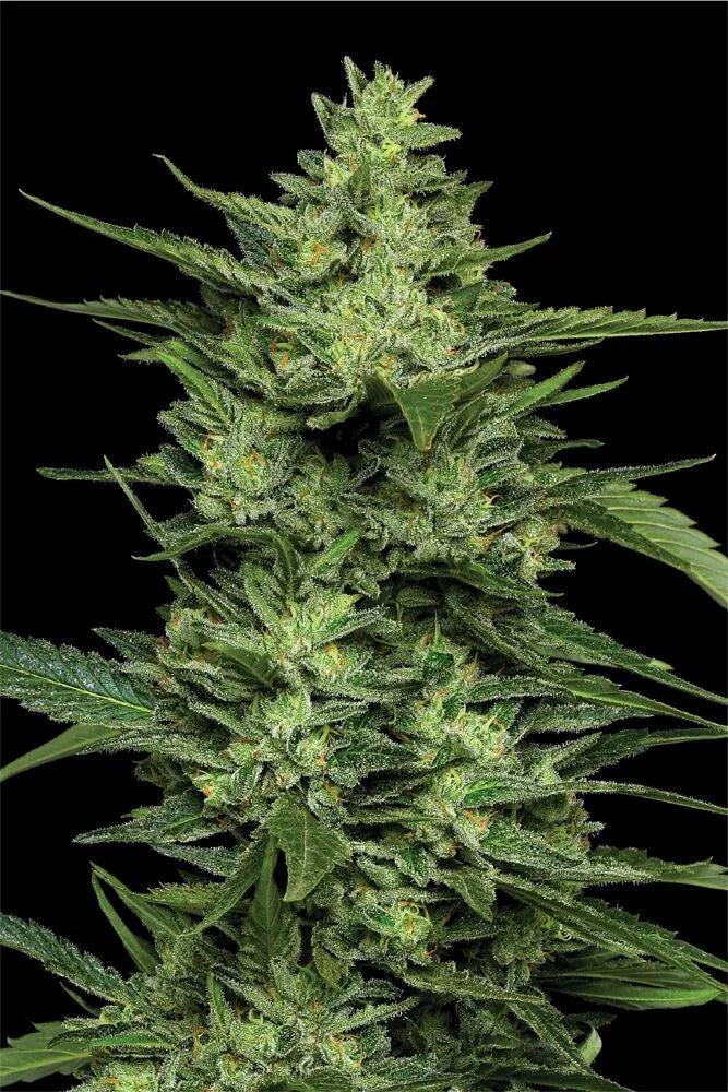 Limez (Key Lime Pie x Long Point Lime) 5 seeds