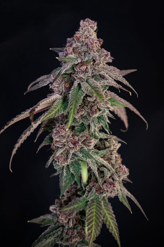 Louisiana Pine ((Triangle Kush x Fruity Pebbles OG) x Cajun Moon) 5-Pack