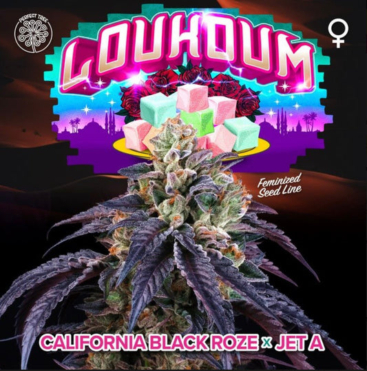 Loukoum (California Black Roze x Jet A) - Gas Station