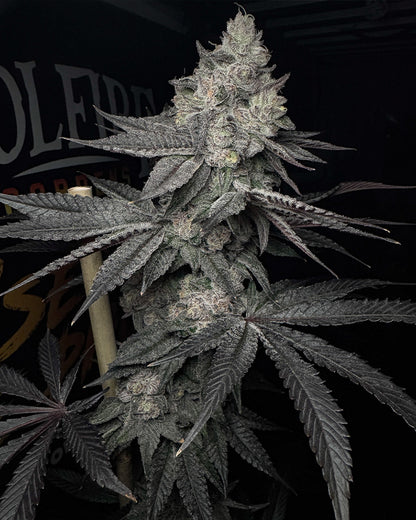 Lucid Vision (Bahama Bussdown x Cherrylicious) 3 seeds