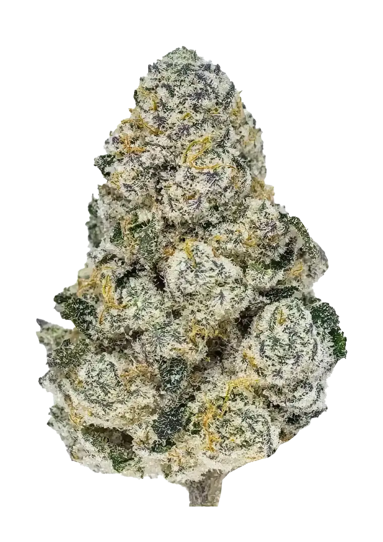 Lemonpaya (Lemonade x Papaya) 3-Pack