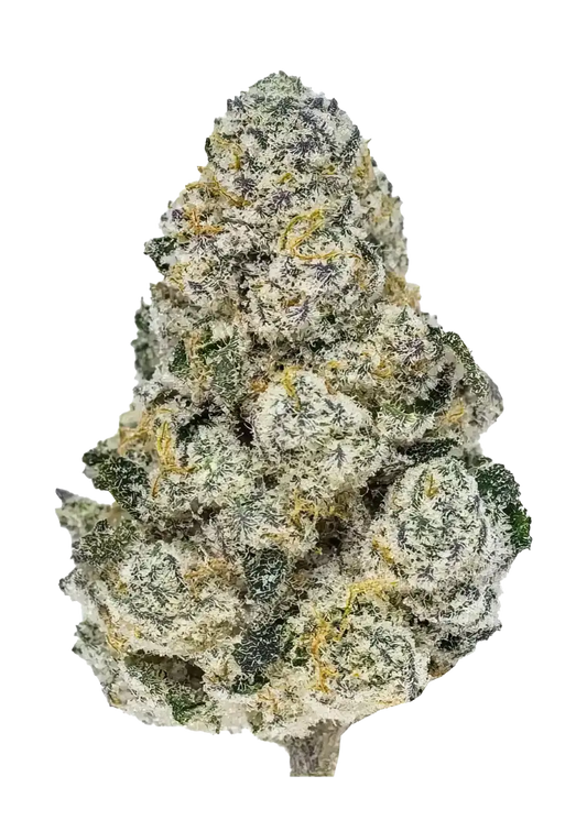 Lemonpaya (Lemonade x Papaya) 3-Pack